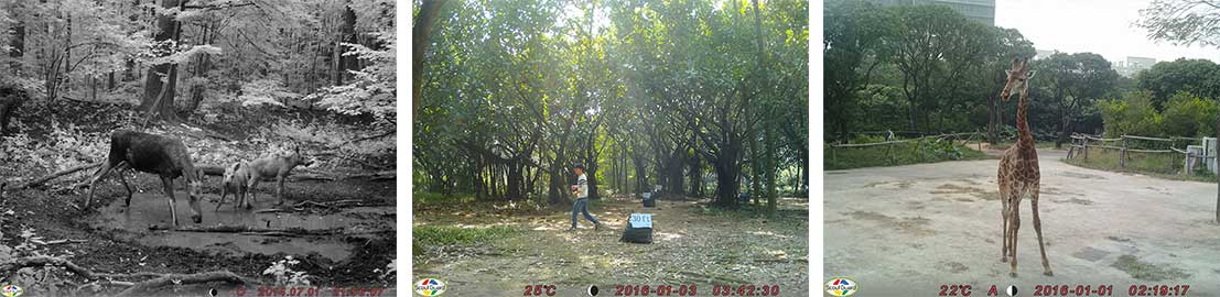 Przykładowe zdjęcia z fotopułapki Bolymedia